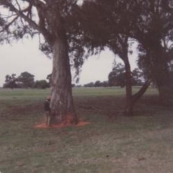 Graham Mirtschisin collection